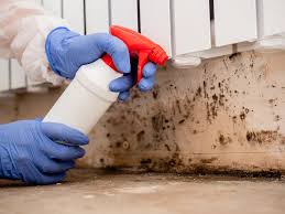 Best Black Mold Removal in USA